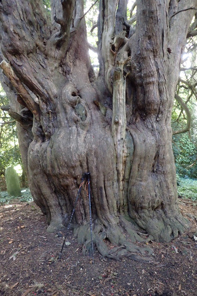 Huge Yew at All Saints, Church, Waldershare. North Downs Way