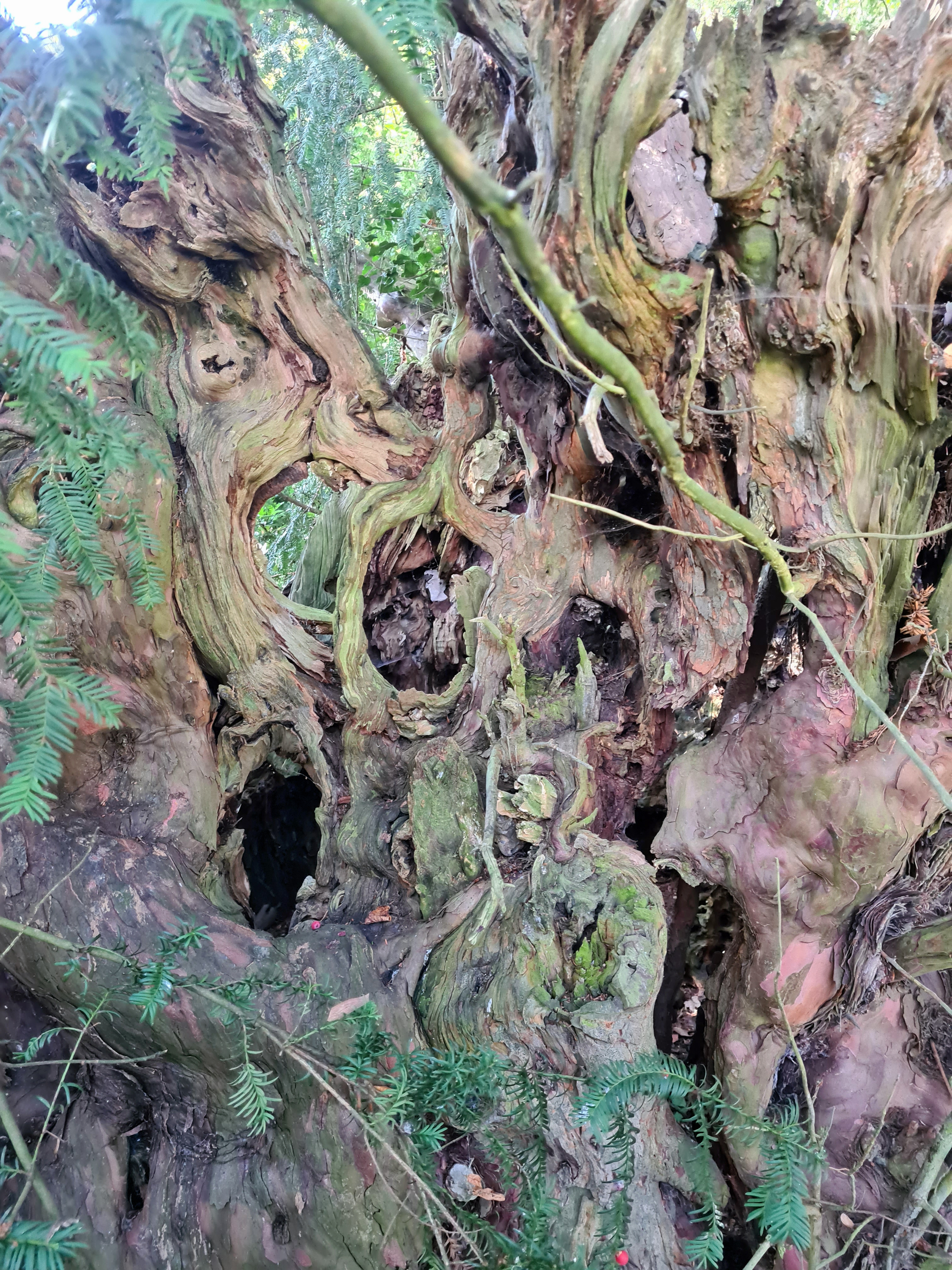 The hollow trunk of the yew in the churchards of St. Marys, Thurnham