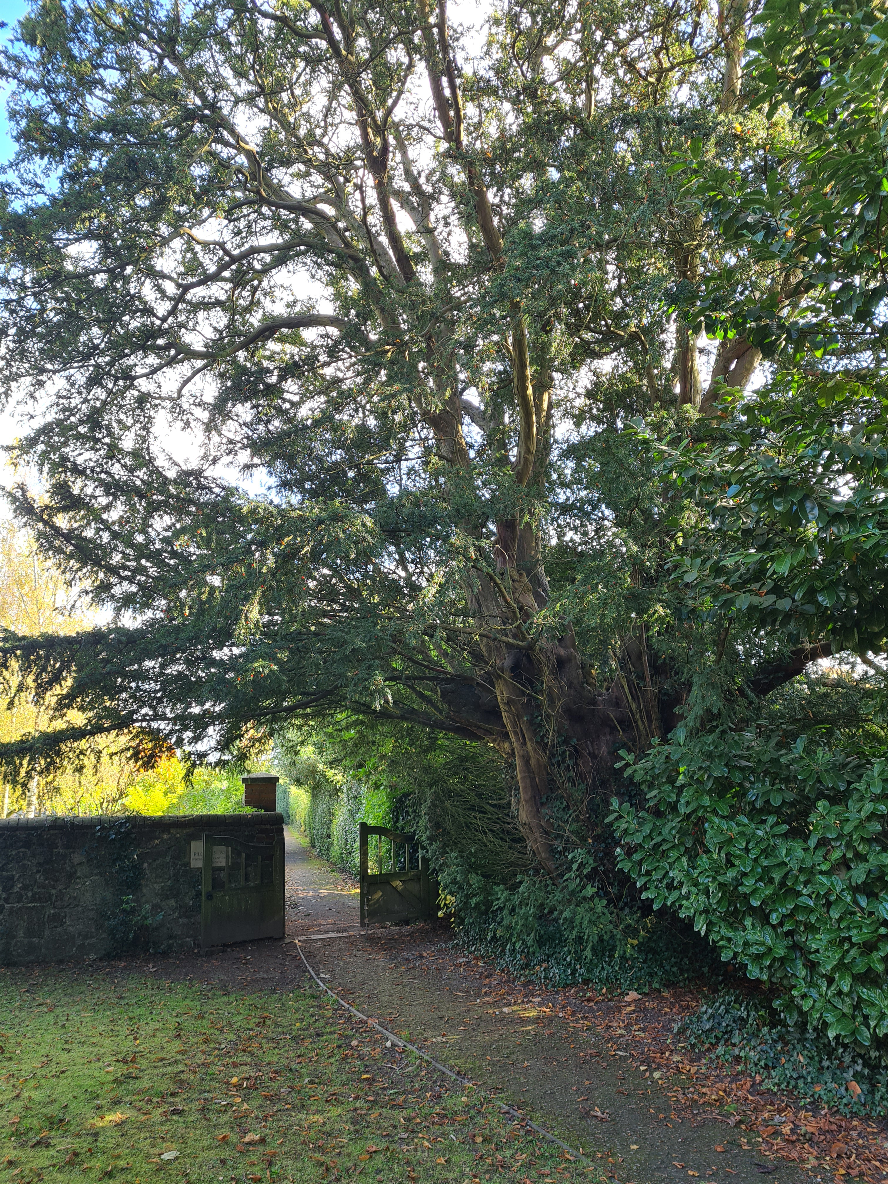 Yew at St. Marys, Thurnham