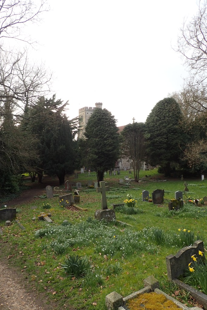Young Yews at St. Marys, Platt on the London Countryway