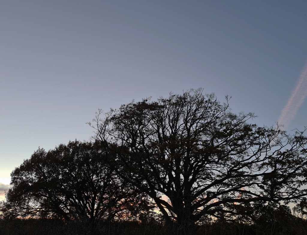 Autumn trees against evenign sky. Hucking Estate