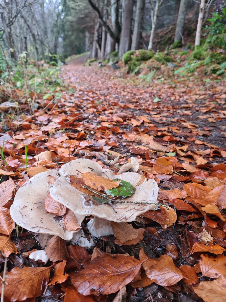 Fungi and leaf litter