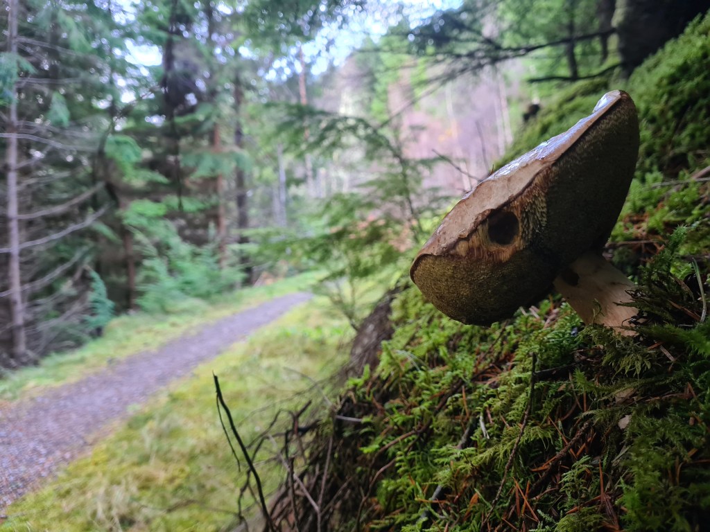 Fungi, home to some small creature of the forest