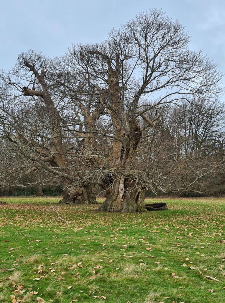 Ancient survivors at Goodnestone Park