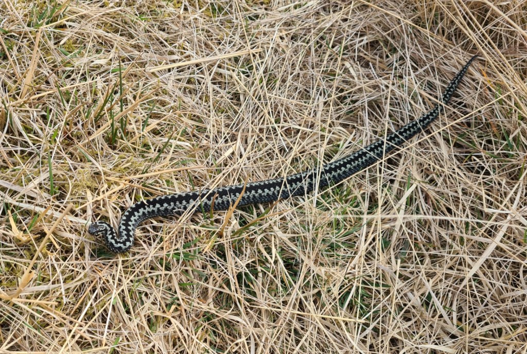 Stunning Adder basking on trail