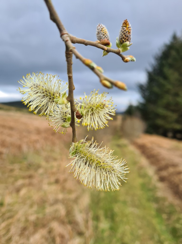 Catkins