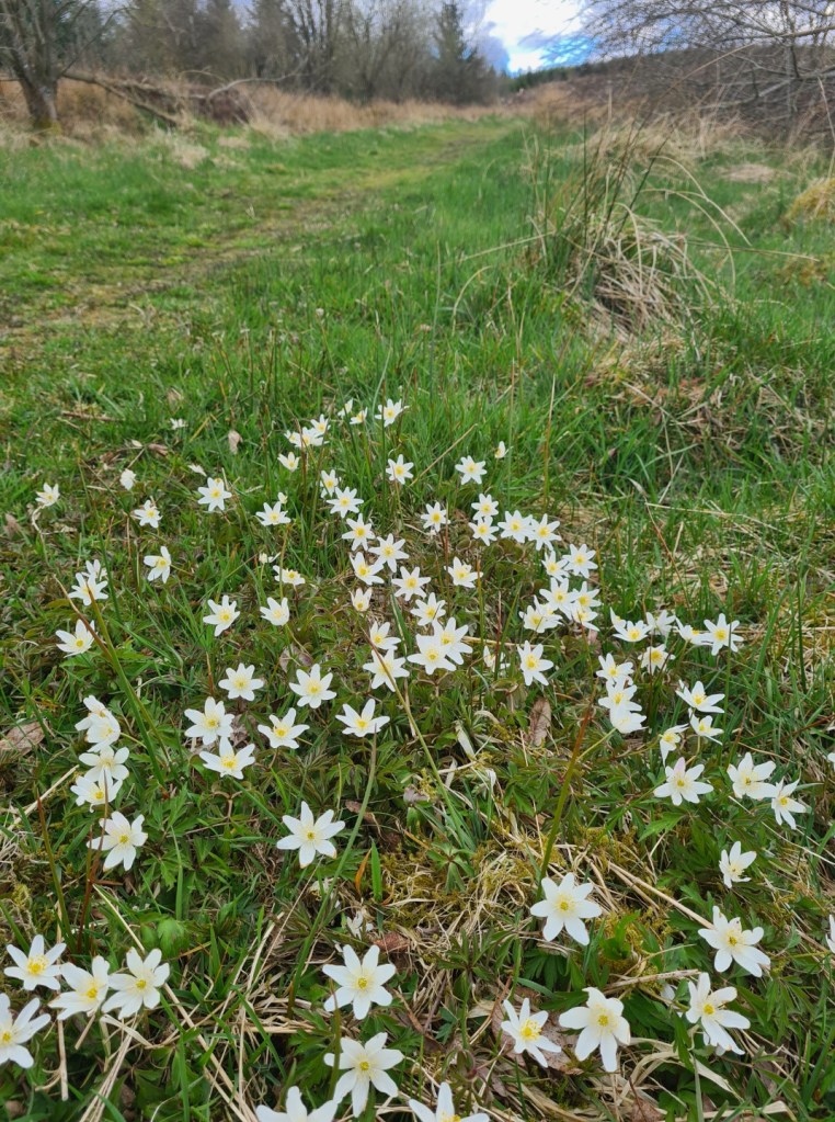 Wood Anemone