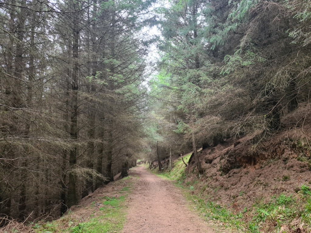 A long stretch of trail through Penmanshiel Wood leads all the way to the coast