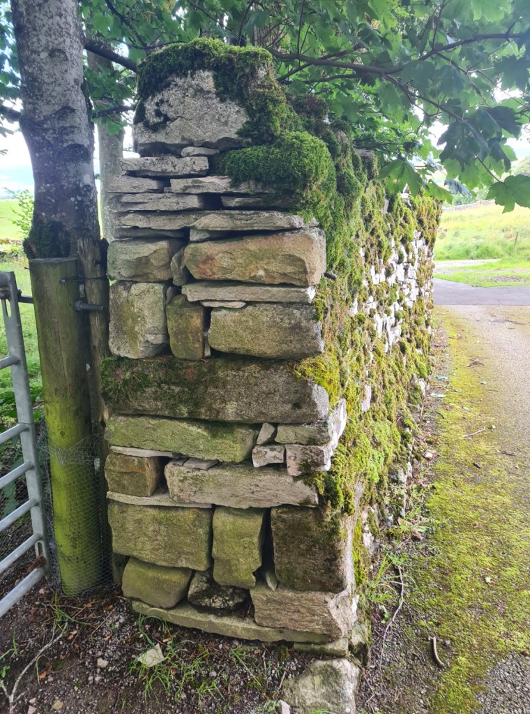 The profile of this drystone wall in Cumbria shows how it is thicker at the bottom than the top