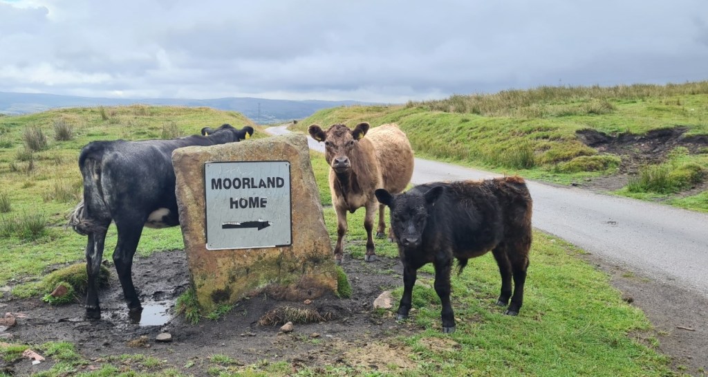 cows, near golf course