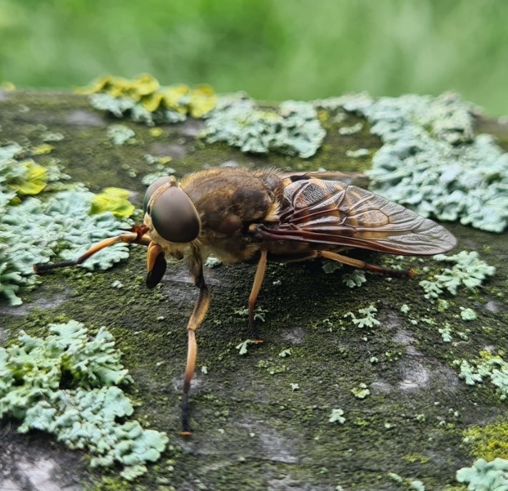 Huge horsefly. Tabanidae sp.