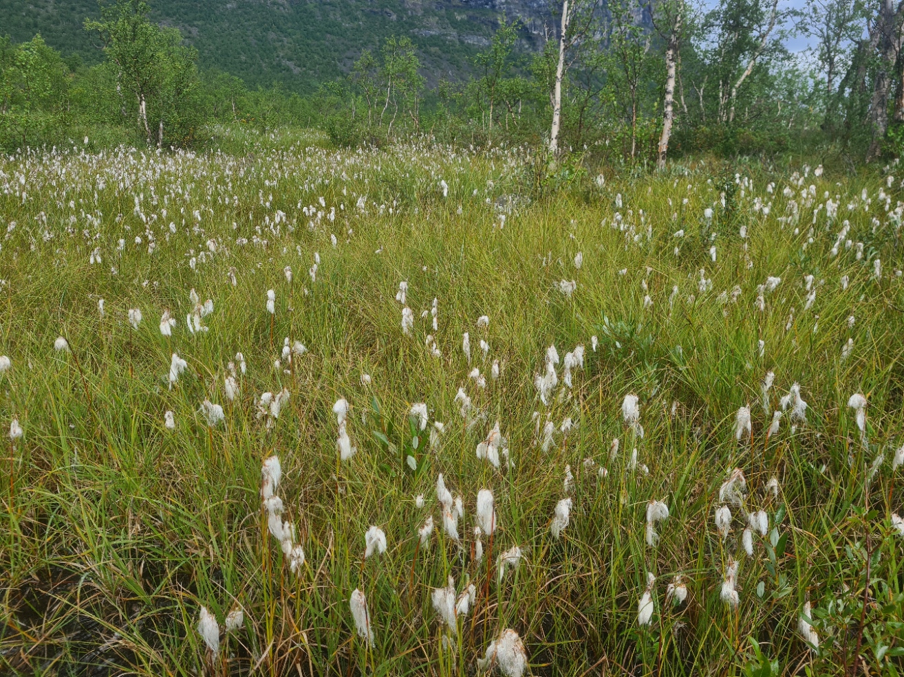 Cotton grass