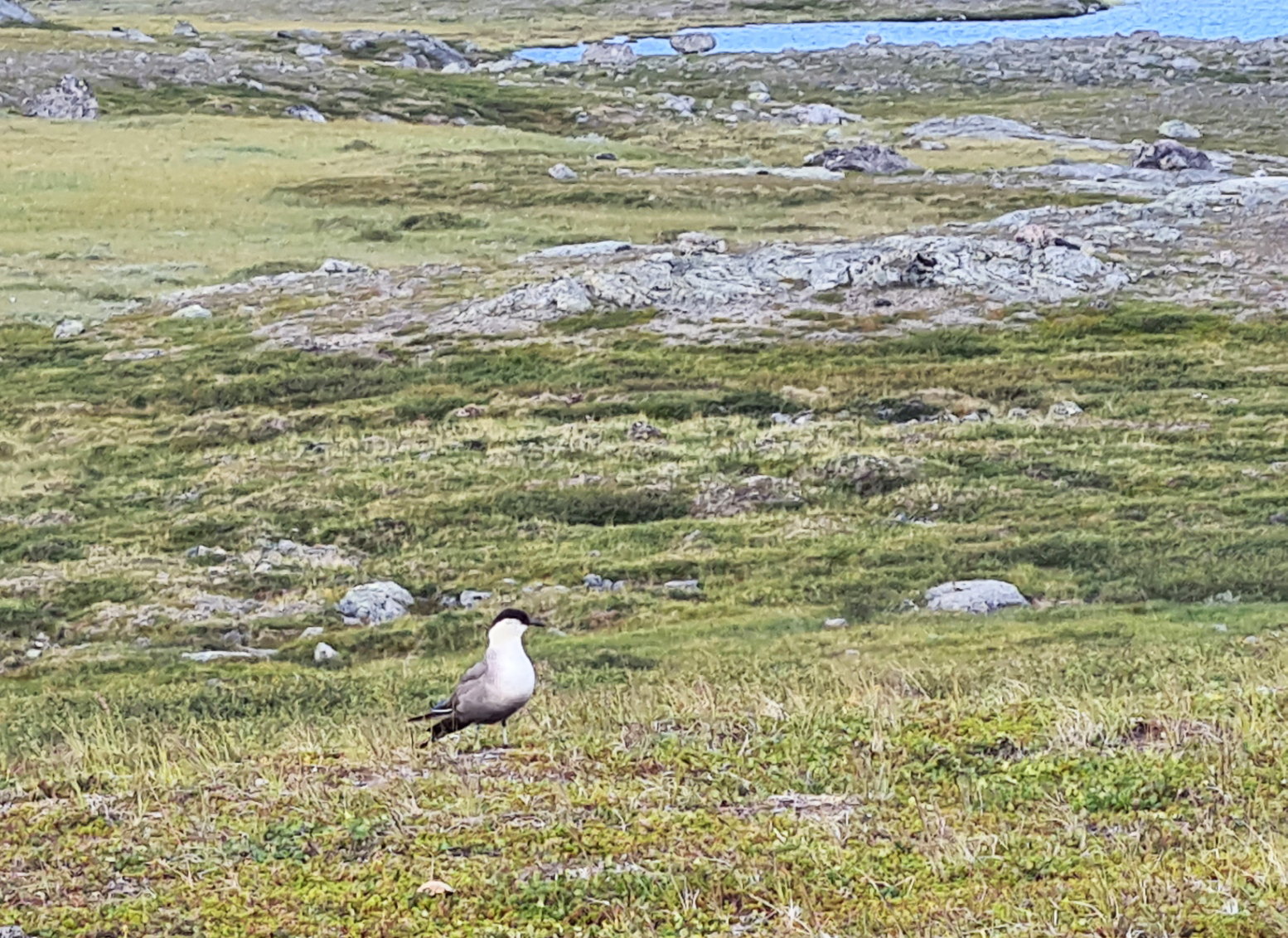 One of the brutish Skuas