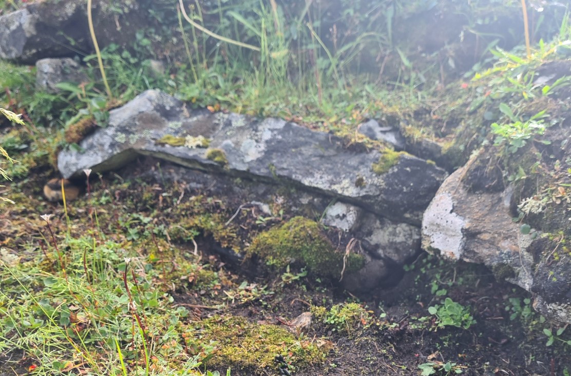 There is a Lemming in this hopeless photo, it may take some finding but is the best I managed