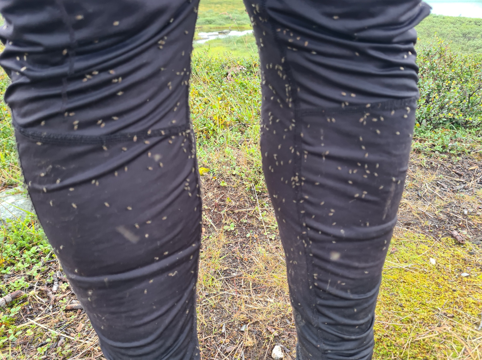 Thousands of flies and mosquitoes were encountered on the lakeside trail. THIS is a good reason for covered legs. It was time to dig the headnet out.