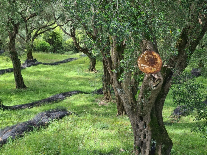 A stark warning in an olive grove