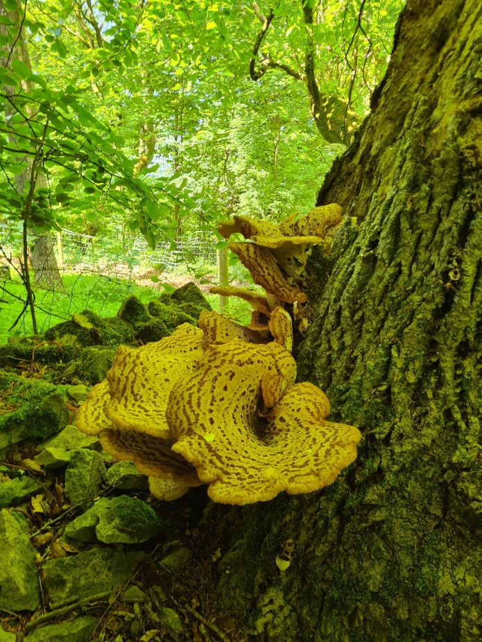 Despite following the escarpment,  there are many mature woodlands
