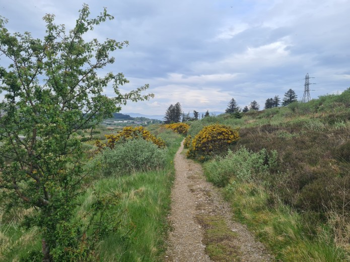 The last few hundred metres of the Marble Line pass through a plantation. This was planted in 2020 with 50 000 trees 'native to Scotland'