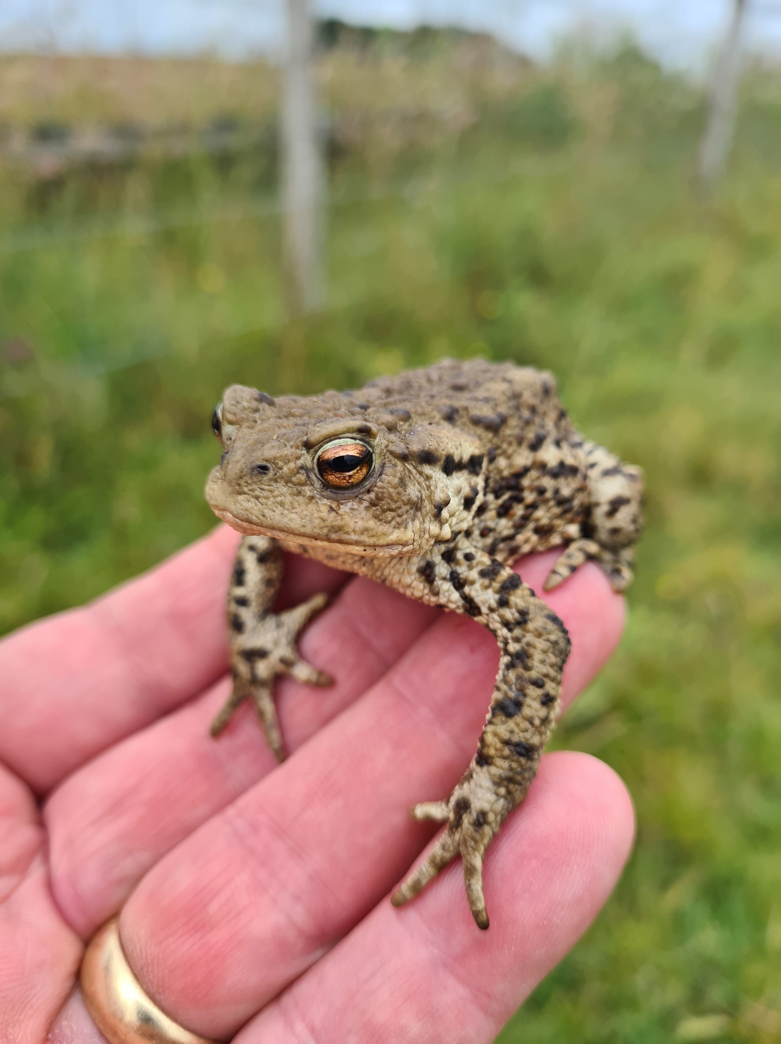 Rescuing an amphibian at Shapfell Quarry