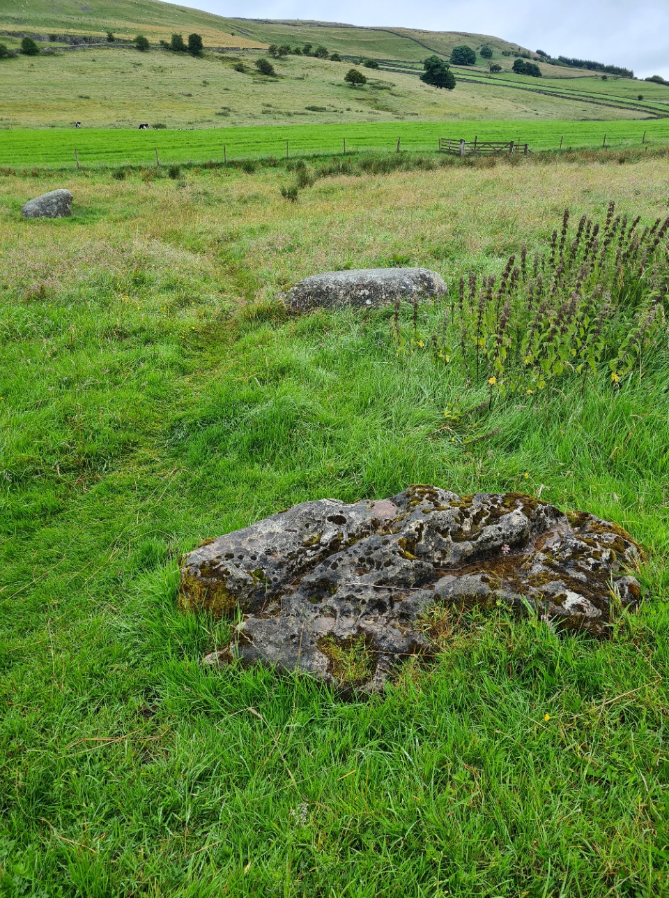 Limestone outlier sits amongst the red granite erratics at Gamelands