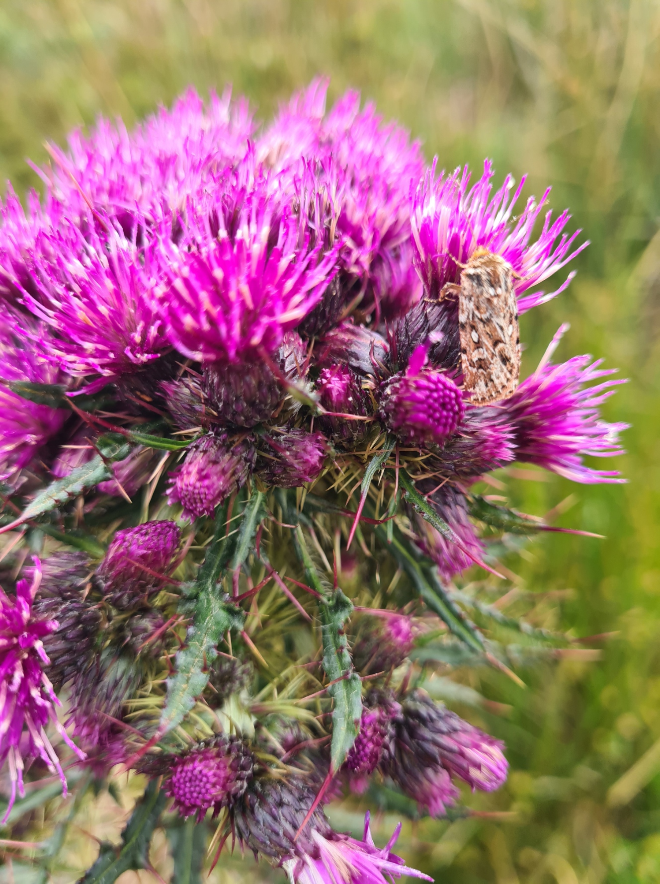 Moth on thistle
