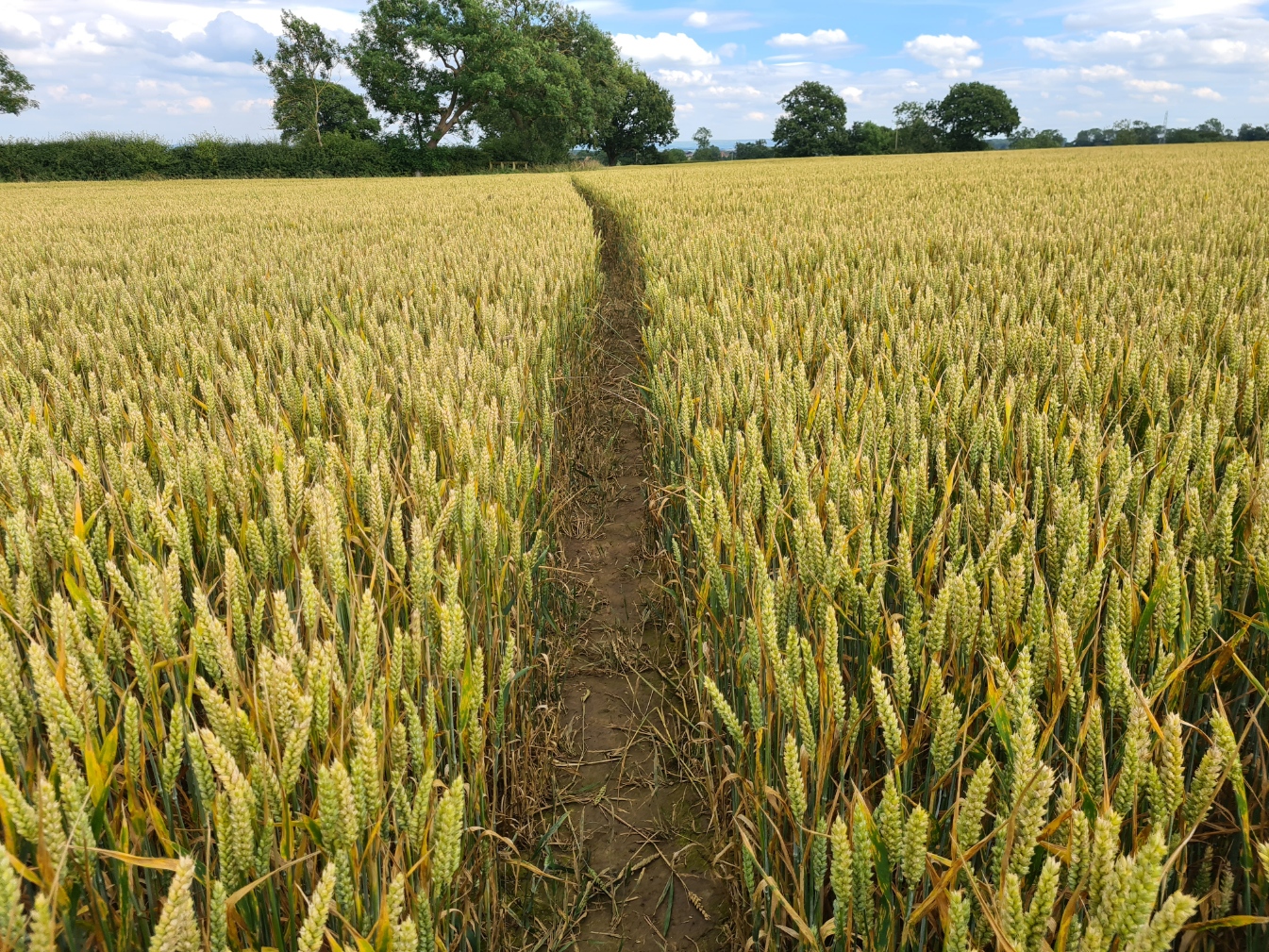 The farming lands of the Vale of Mowbray