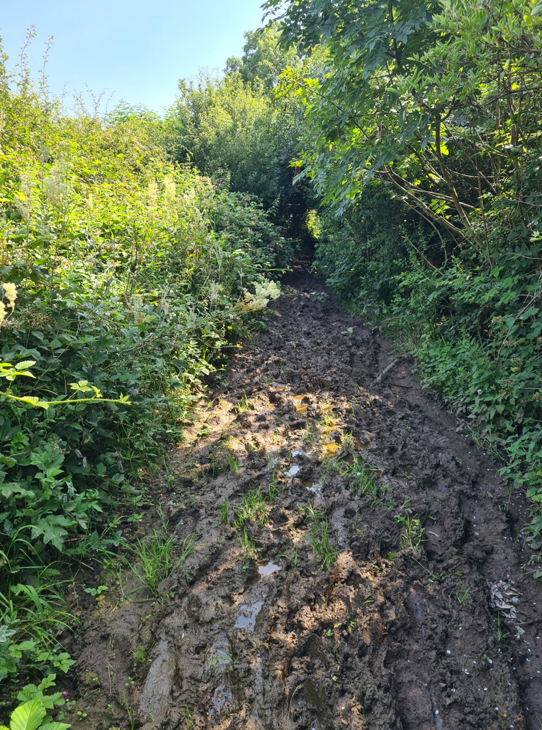 Mud, under and over growth to enjoy!