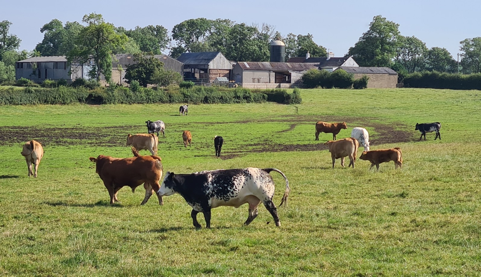 A field of livestock to cross