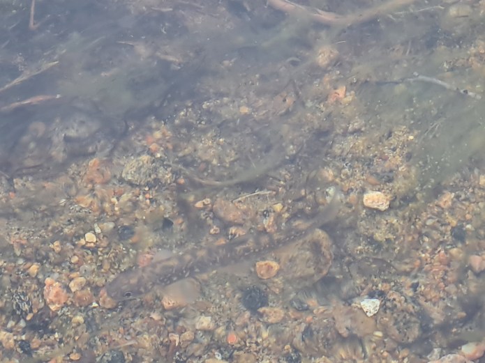 Arctic char (Salvelinus alpinus)