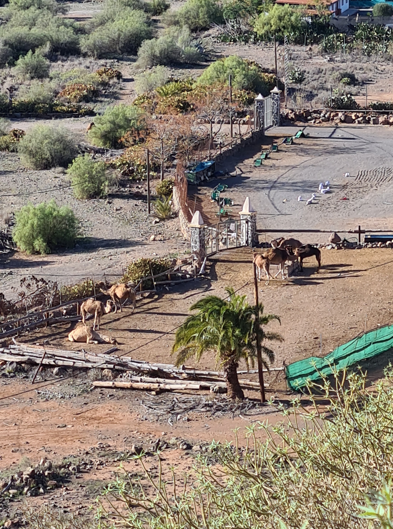 Camels at Arteara 'safari park'