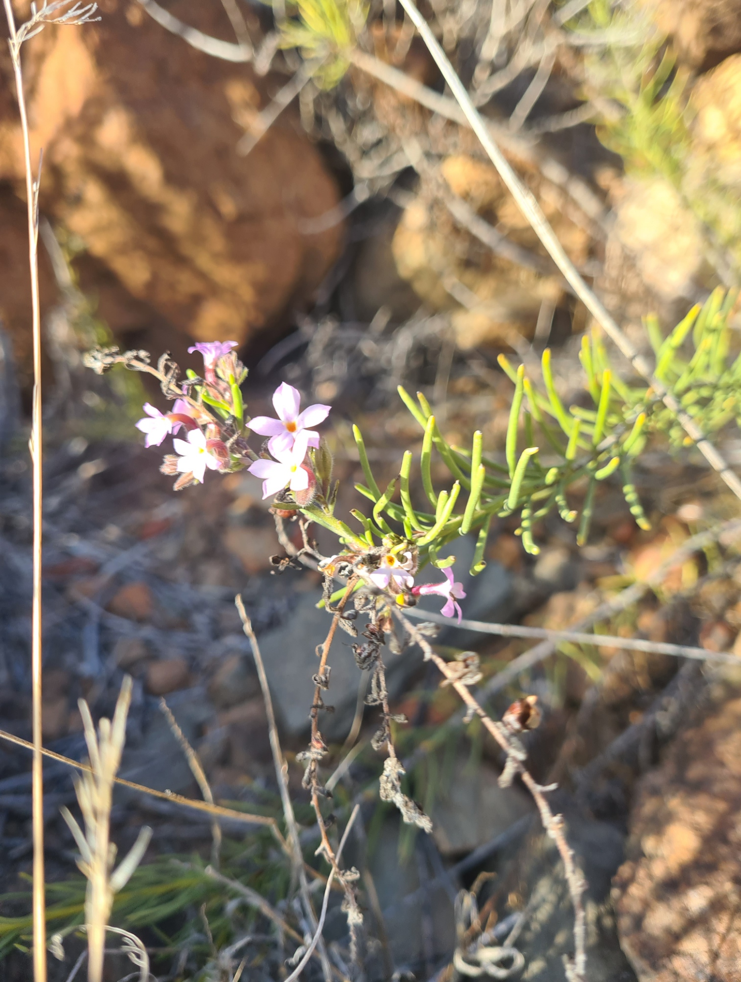 Few flowers to be seen this early in the year
