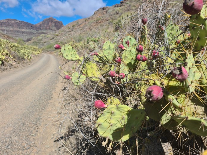 Prickly cacti abound