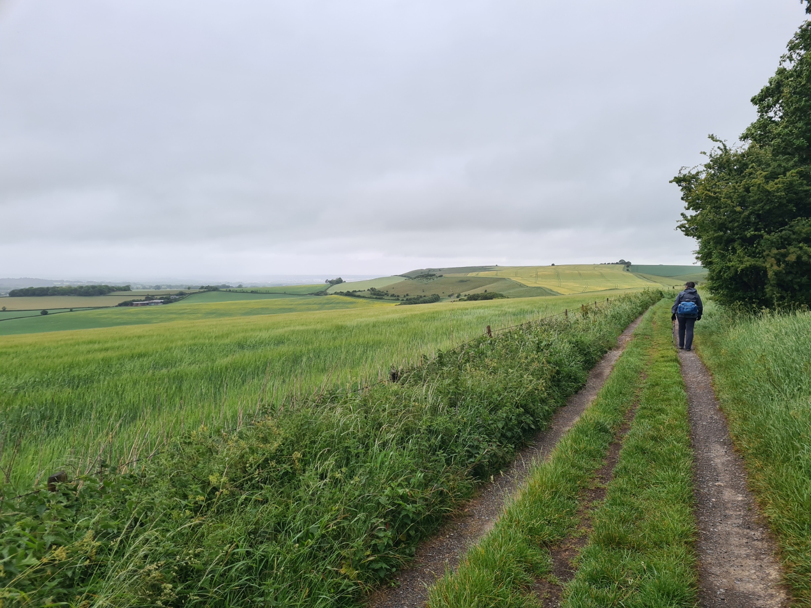 Beginning the steady climb toward Liddington Hill. The V of the hill fort's single rampart and ditch could be seen on the shoulder of the hill