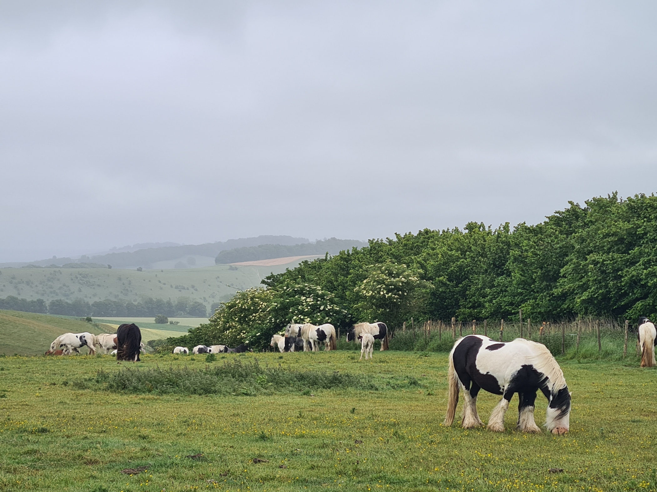 Foal's ran on ungainly legs to hide behind their mum's on seeing us. They obviously don't get much in the way of visitors out here.