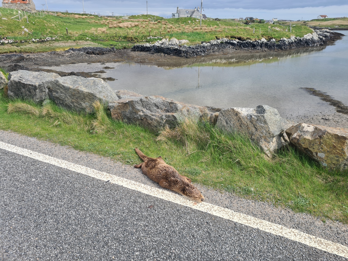 Otter killed on the causeway to Grimsay