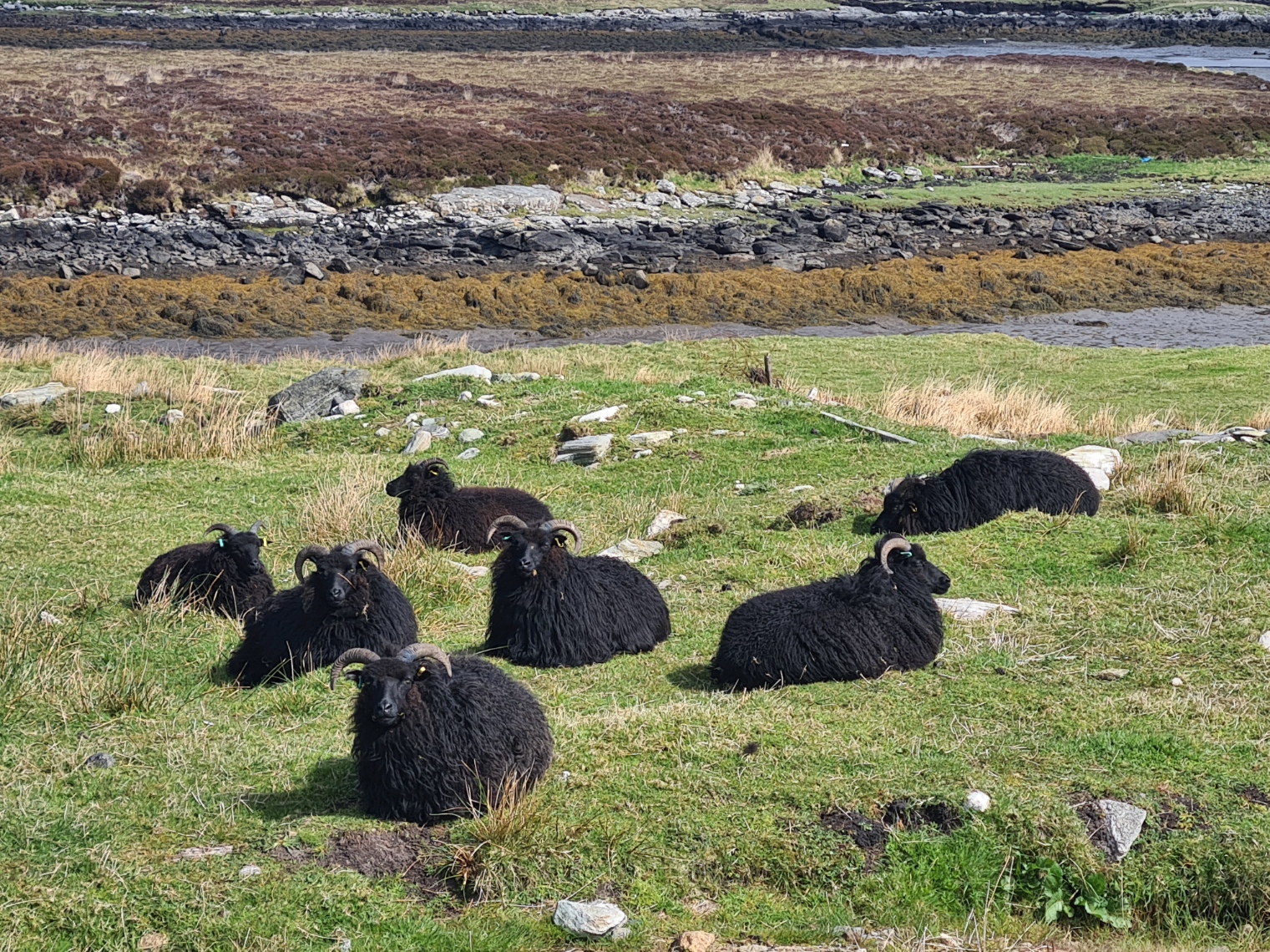 Black Hebridean sheep