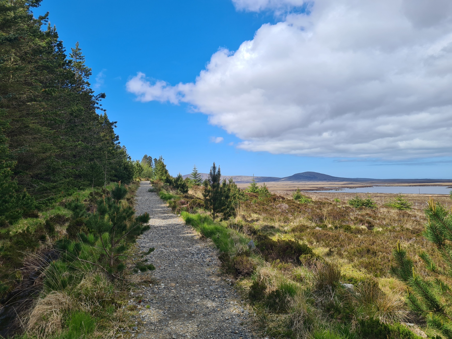 Langass Woods. Planted in 1969 by the Forestry Commission but now a community woodland