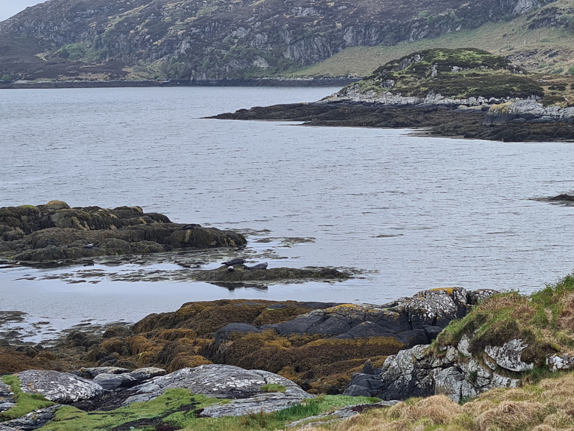 Basking seals on Loch Stacanais