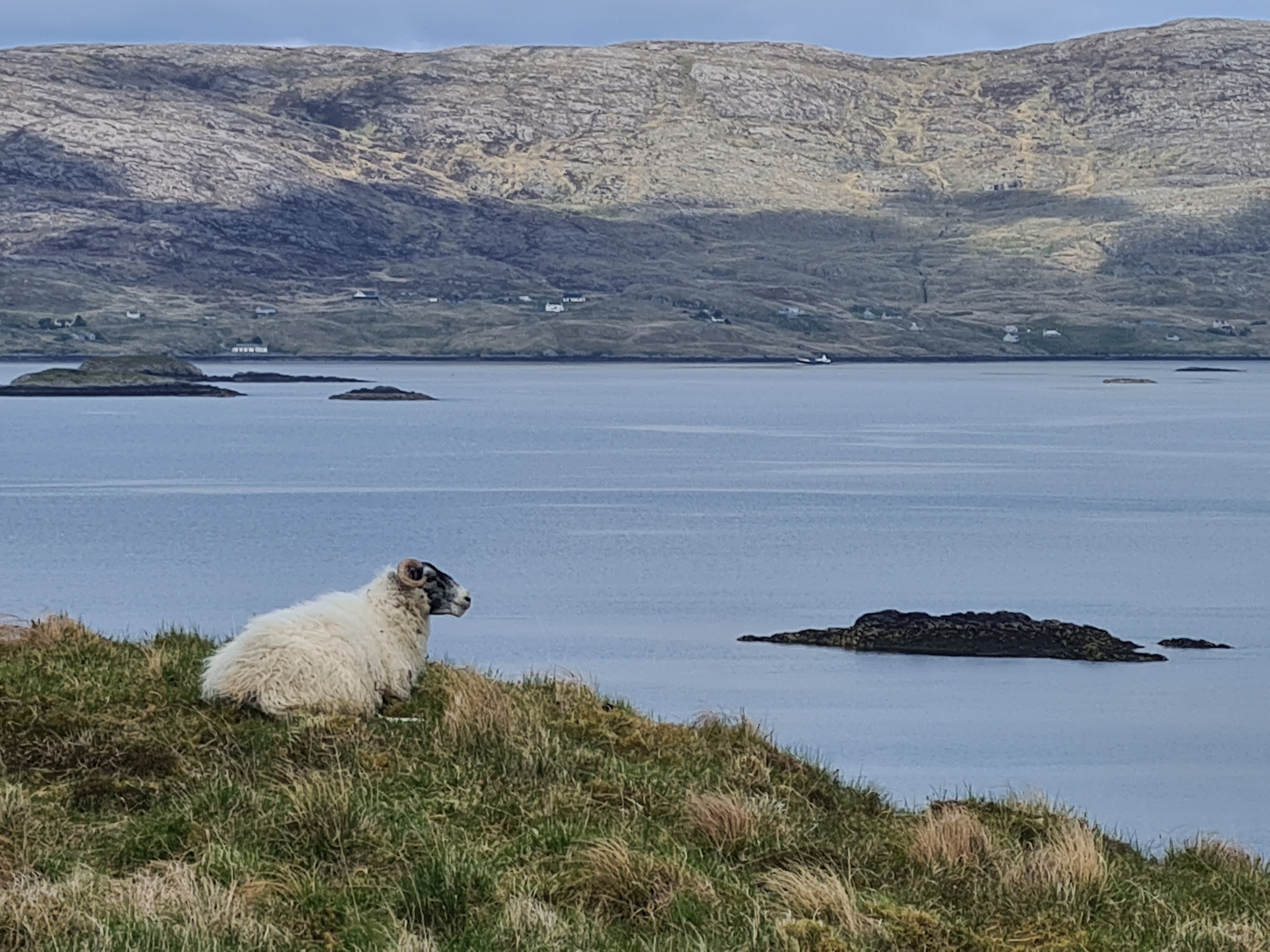 Disinterested sheep at Loch Ceann Dibig