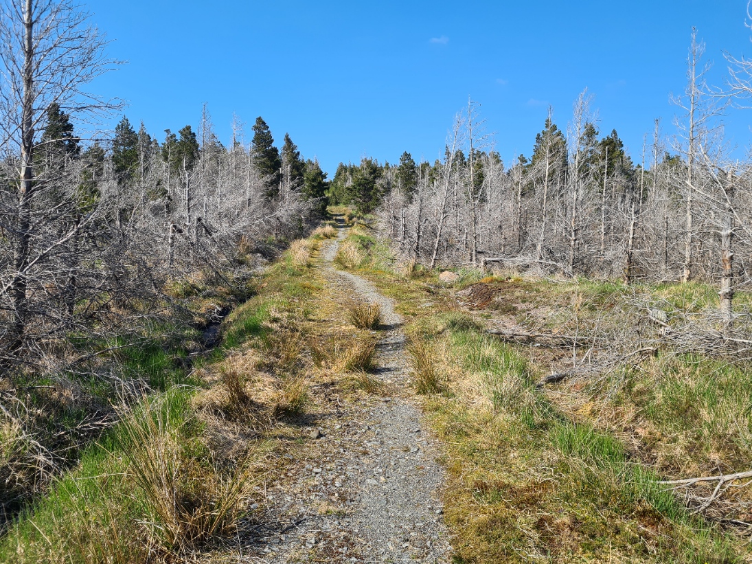 Dead trees, the result of feeding caterpillars