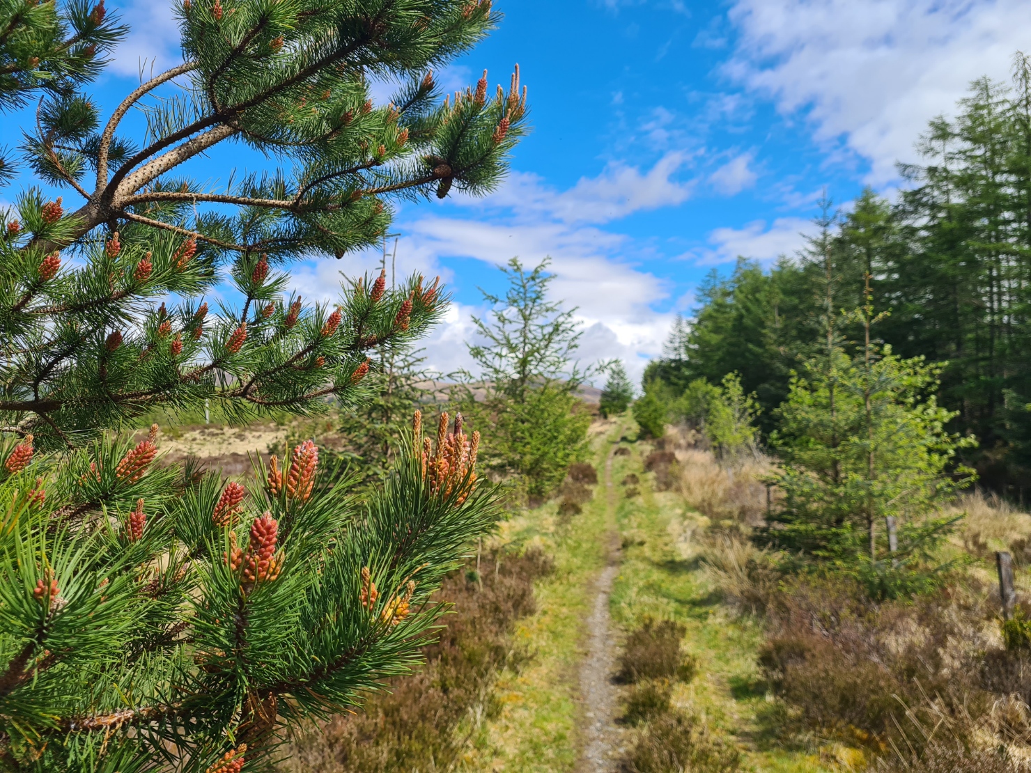 Easy walking on forest tracks