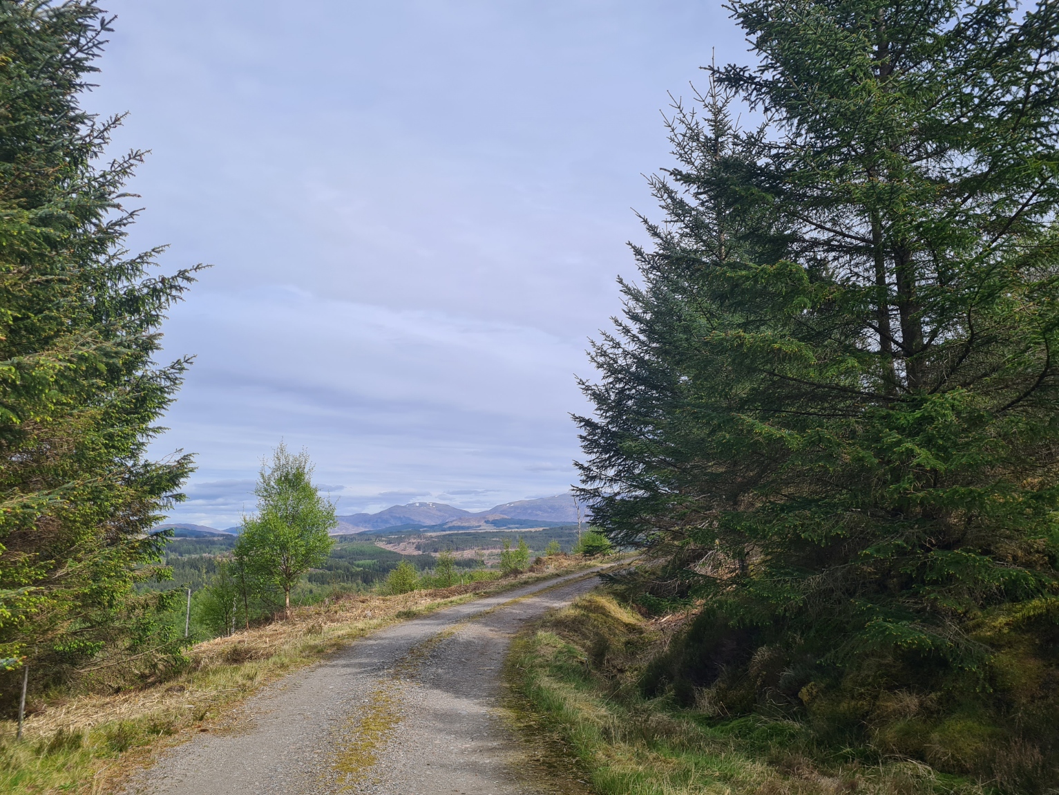 Inverlair Forest