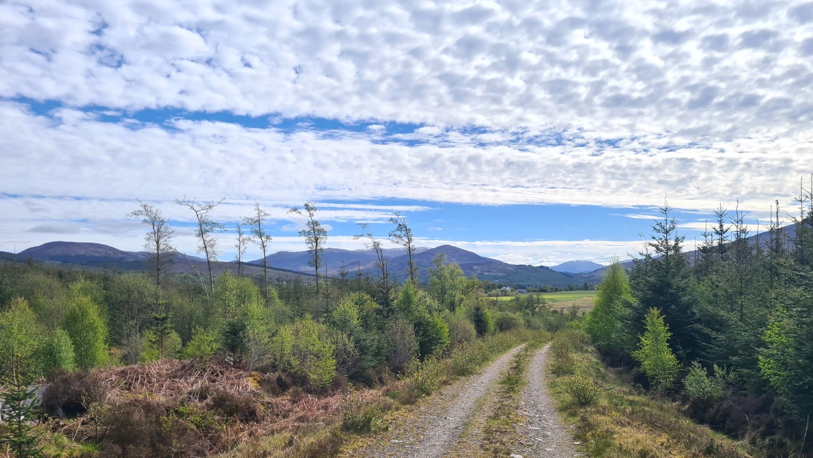 Easy gritty forest tracks for the start of day two on the East Highland Way