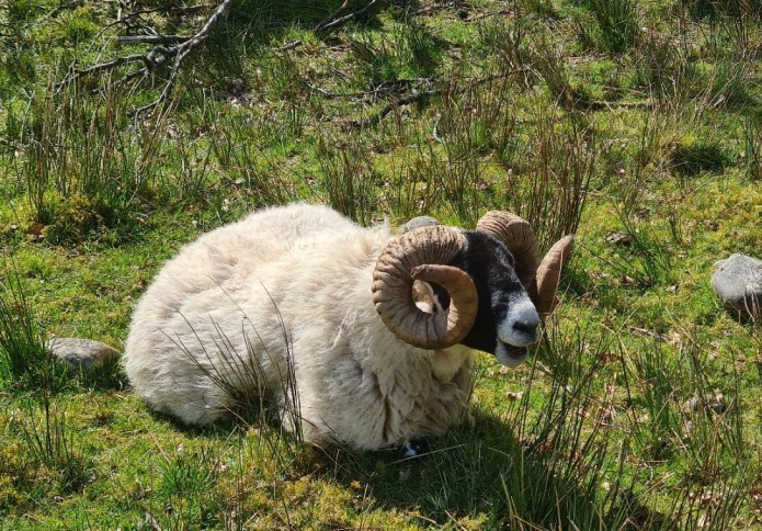 Impressively horned sheep
