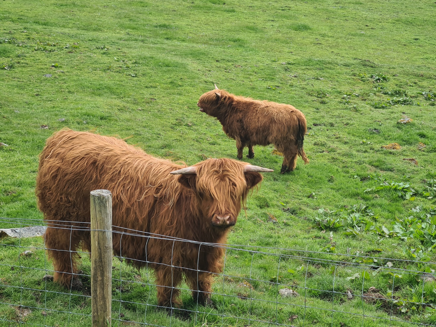 Highland coos